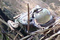 Sierran Treefrog 