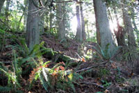 Northern Pacific Treefrog Habitat