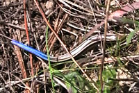 In this video you can see how the blue tail on a juvenile skink stands out when the lizard moves, especially when it uses its stripes to blend into the vegetation. A predator is more likely to go for the tail, which can detach without hurting the lizard.  