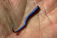 In this video, a juvenile Skilton's Skink loses its blue tail, which writhes around on the ground. This is a defensive measure used to distract the predator which caused the tail to become detached from the rest of the lizard as it tries to escape.  