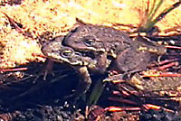 Sierra Nevada Yellow-legged Frog