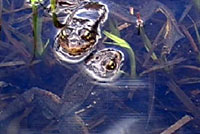 Sierra Nevada Yellow-legged Frogs