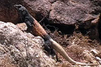 In this video, a large old male Common Chuckwalla puts on a great show as he basks in the sun, does a few pushups, eats some bushes, then poops. 