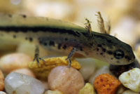 California Larva