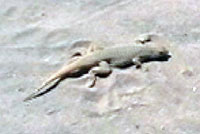 Fringe-toed Lizard