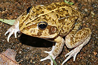eastern snapping frog