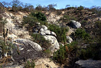 Cape Spiny Lizard habitat