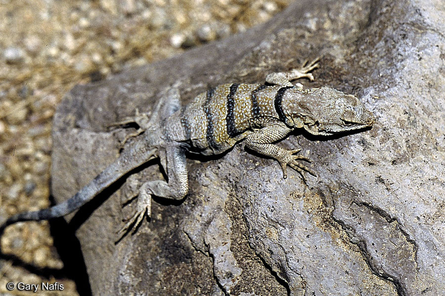 Central Baja California Banded Rock Lizard - Petrosaurus ...