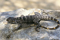cape spiny-tailed lizard