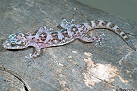 cape leaf toed gecko