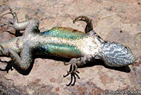 Cape Spiny Lizard