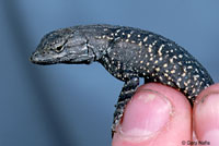 Baja California Brush Lizard