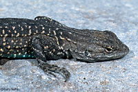 Baja California Brush Lizard