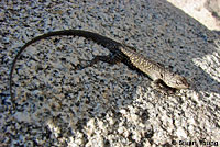 Baja California Brush Lizard