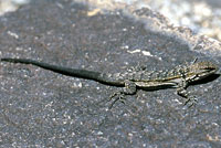 black-tailed brush lizard