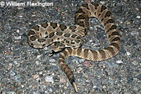 Baja California Rattlesnake