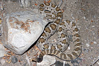 Baja California Rattlesnake