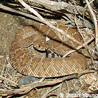 Red Diamond Rattlesnake