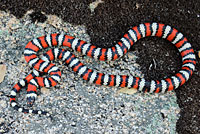 Baja California Gopher Snake