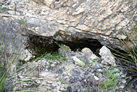 Cliff Chirping Frog habitat