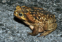 cane toad