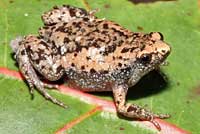 eastern narrow-mouthed toad