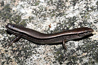 This Ground Skink lost its tail to a house cat, but survived. 