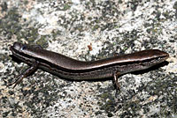 This Ground Skink lost its tail to a house cat, but survived.
