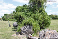 West African Rainbow Lizard habitat