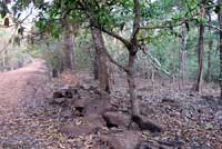 Forest Calotes habitat