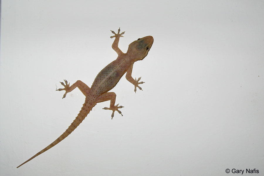 House Gecko - Hemidactylus sp.