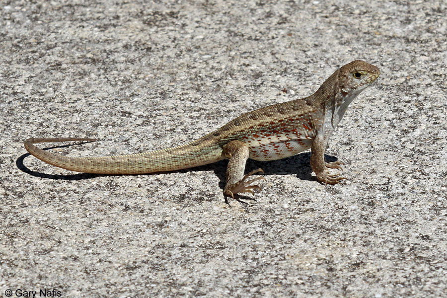 Pictures Of Lizards In Florida 62