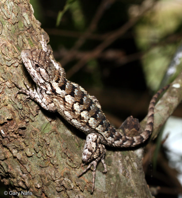 Texas Spiny Lizard - Sceloporus olivaceous