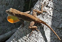puerto rican crested anole