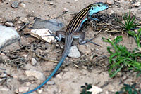 Trans-pecos striped whiptail