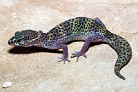 Texas banded gecko