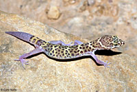A Texas Banded Gecko with a partially regenerated tail. 