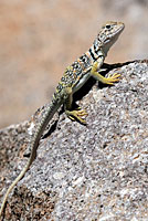 eastern collared lizard