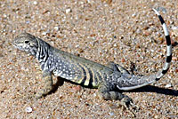 Texas greater earless lizard