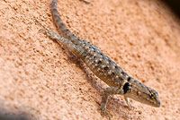 Twin-spotted Spiny Lizard