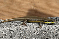African Five-lined Skink