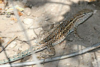 Eastern Side-blotched Lizard