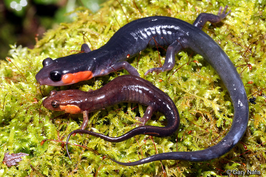 Red Spotted Salamander Diet And Habitat
