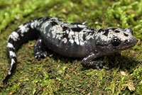 Green Salamander