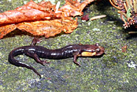 Imitator Salamander