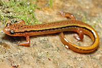 Blue Ridge Two-lined Salamander