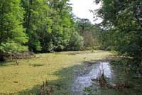 Florida Cottonmouth habitat