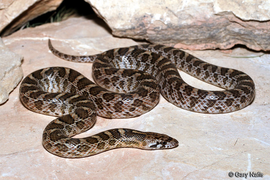 kansas glossy snake arizona elegans elegans kansas snakes