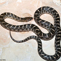 Kansas Glossy Snake 