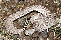 Western Diamond-backed Rattlesnake 